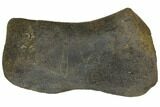 Fossil Ceratopsian (Achelosaur) Toe Bone with Stand - Montana #148803-7